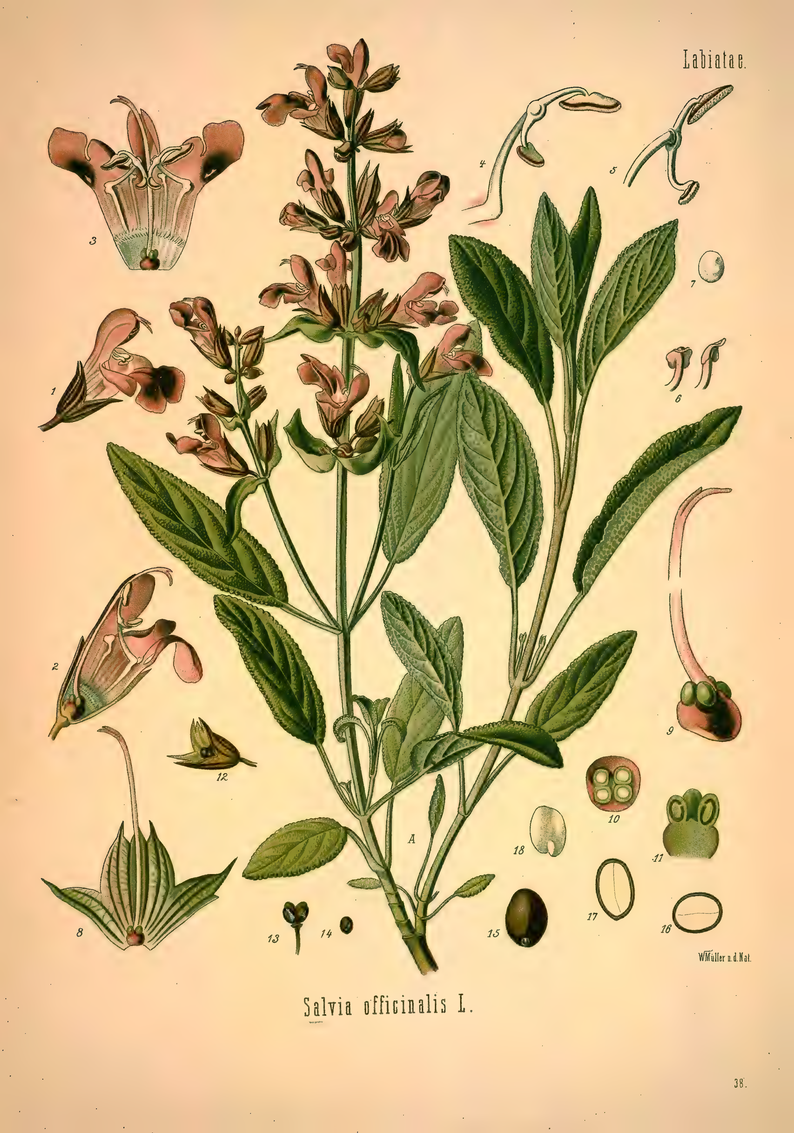 mobot31753002839139-1_page_311.png
