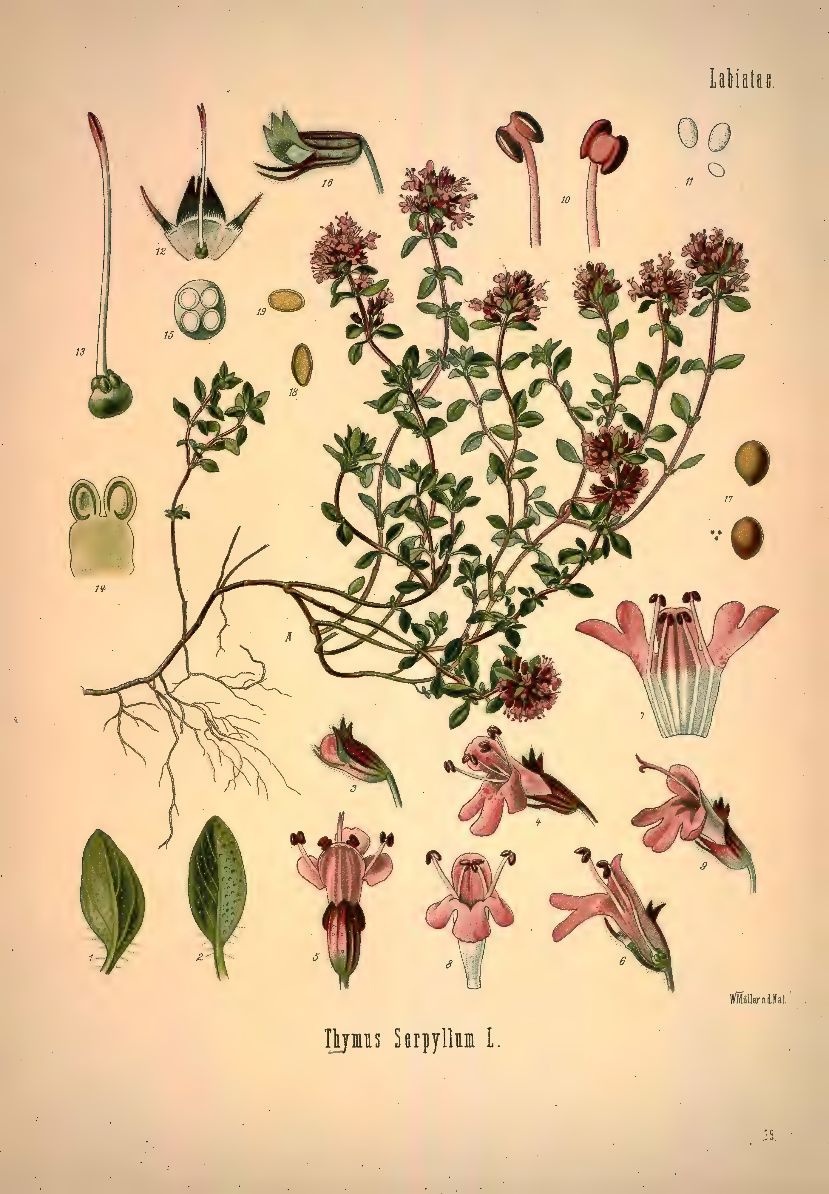 mobot31753002839139-1_page_313.png