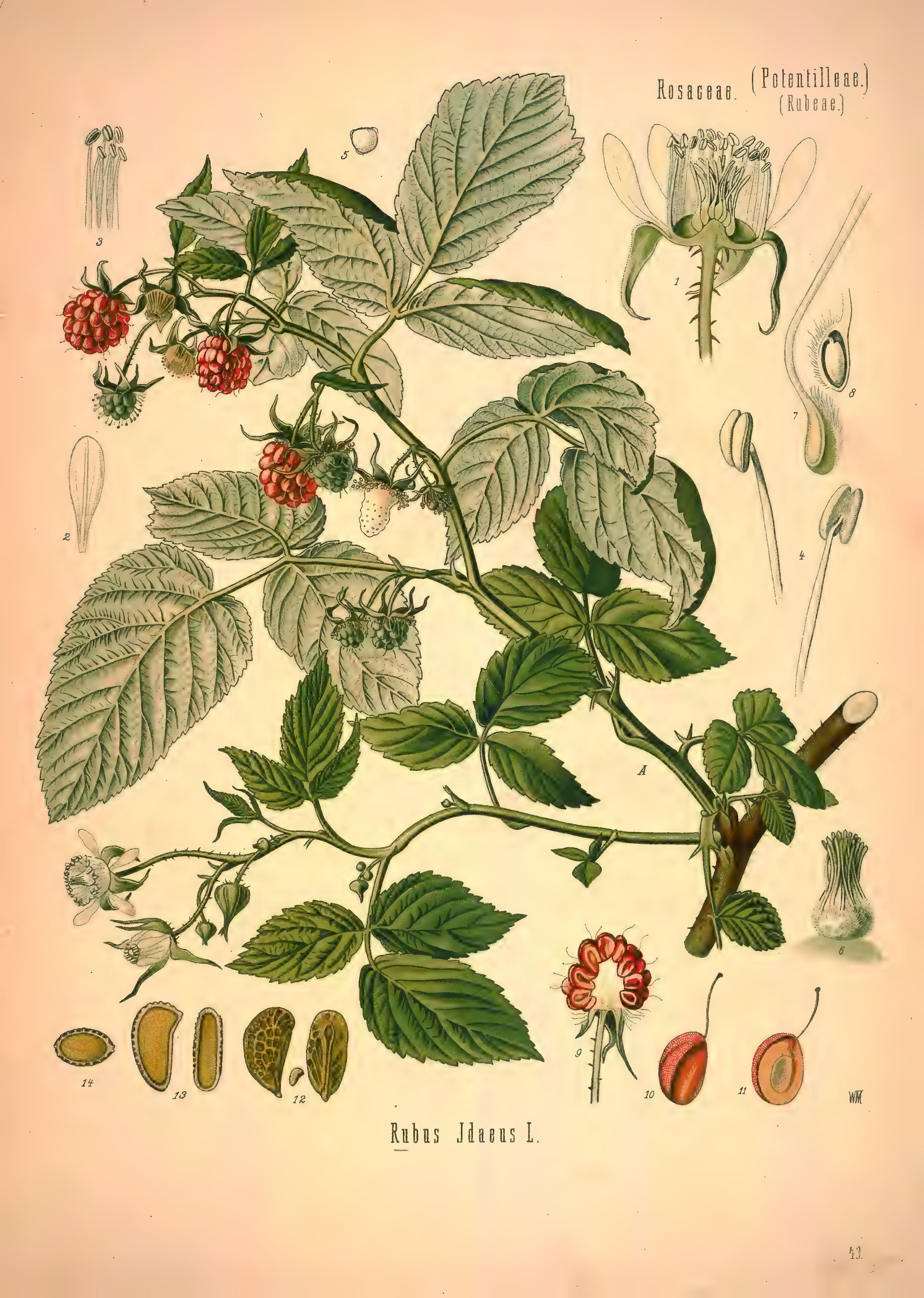 mobot31753002839139-1_page_321.png