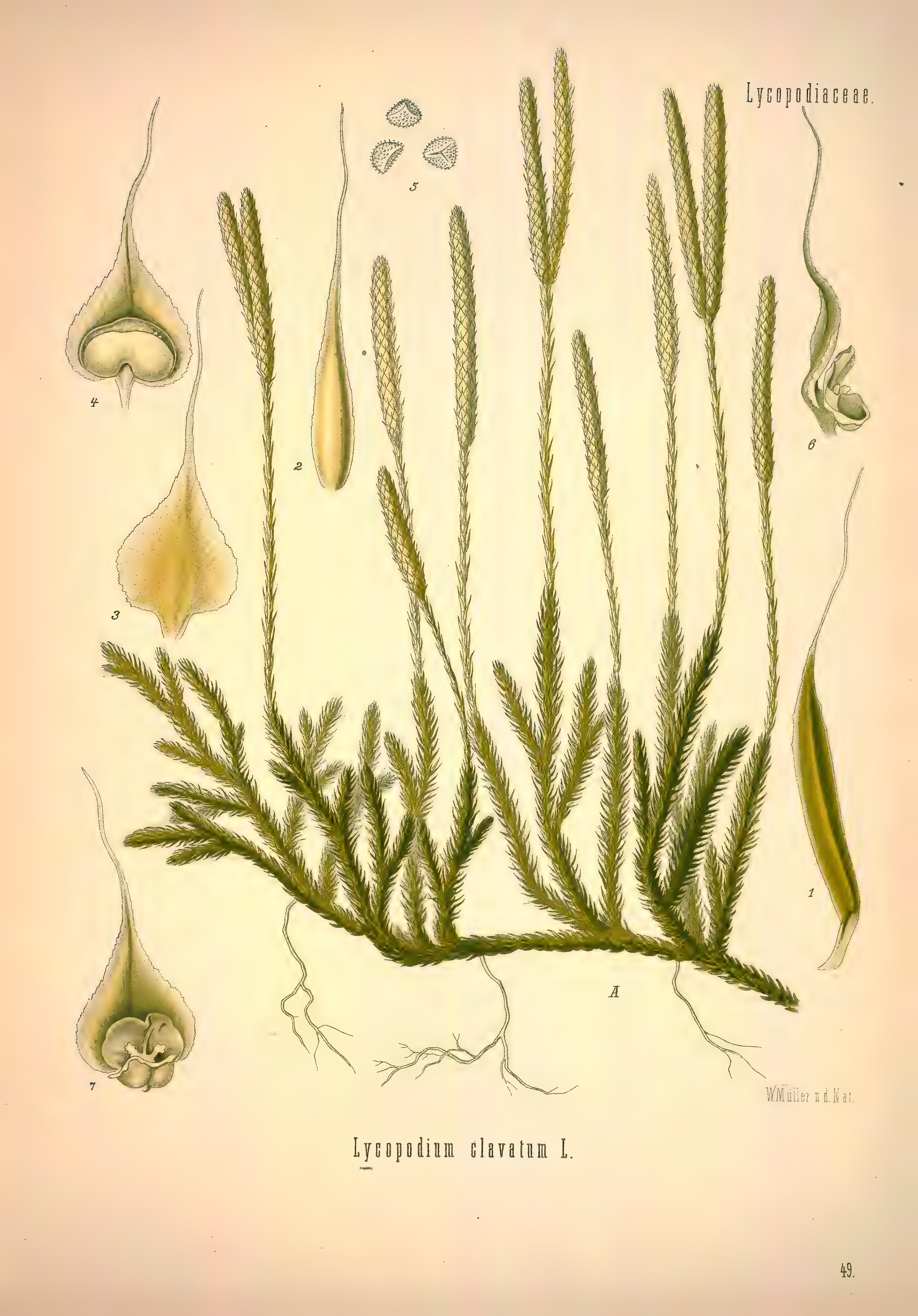 mobot31753002839139-1_page_333.png