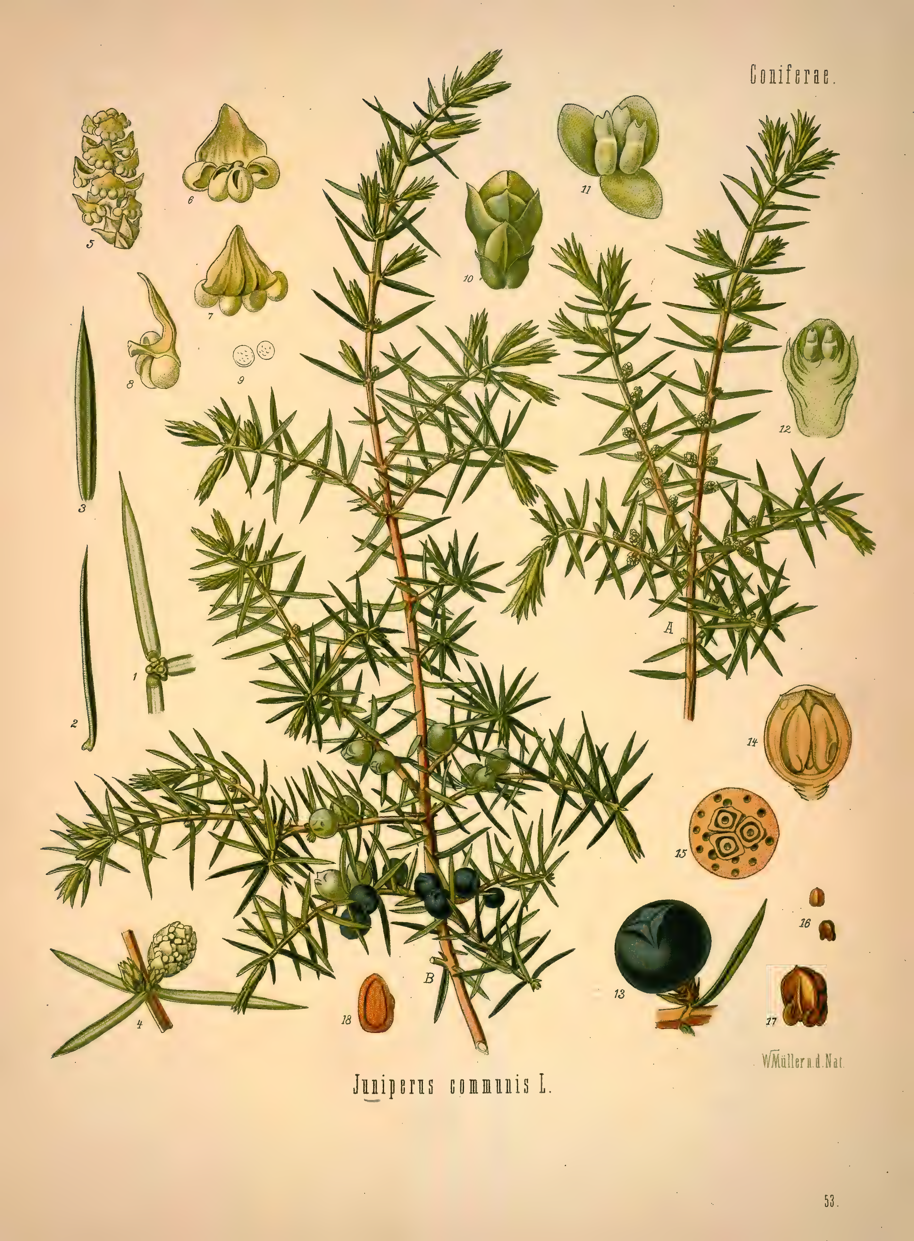mobot31753002839139-1_page_341.png