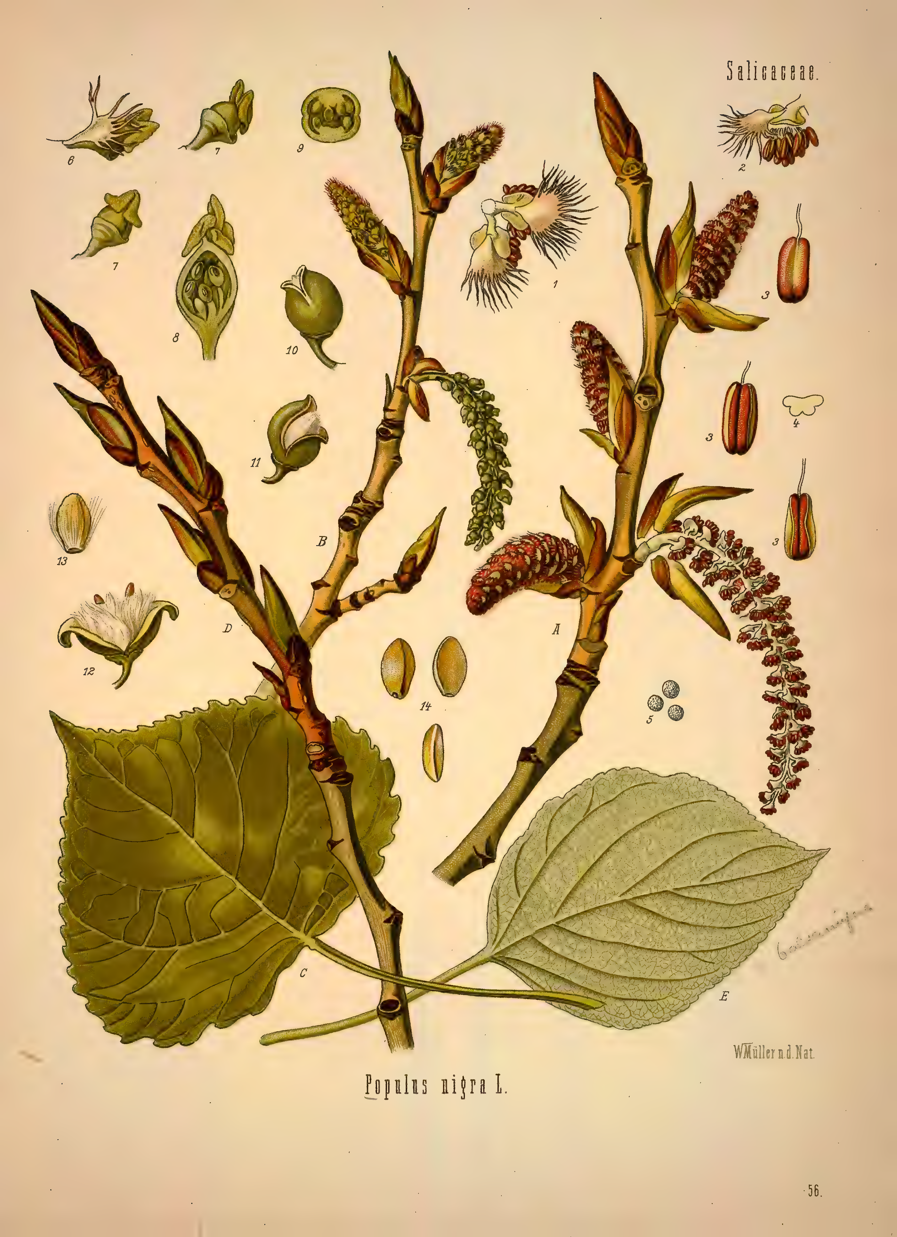 mobot31753002839139-1_page_347.png