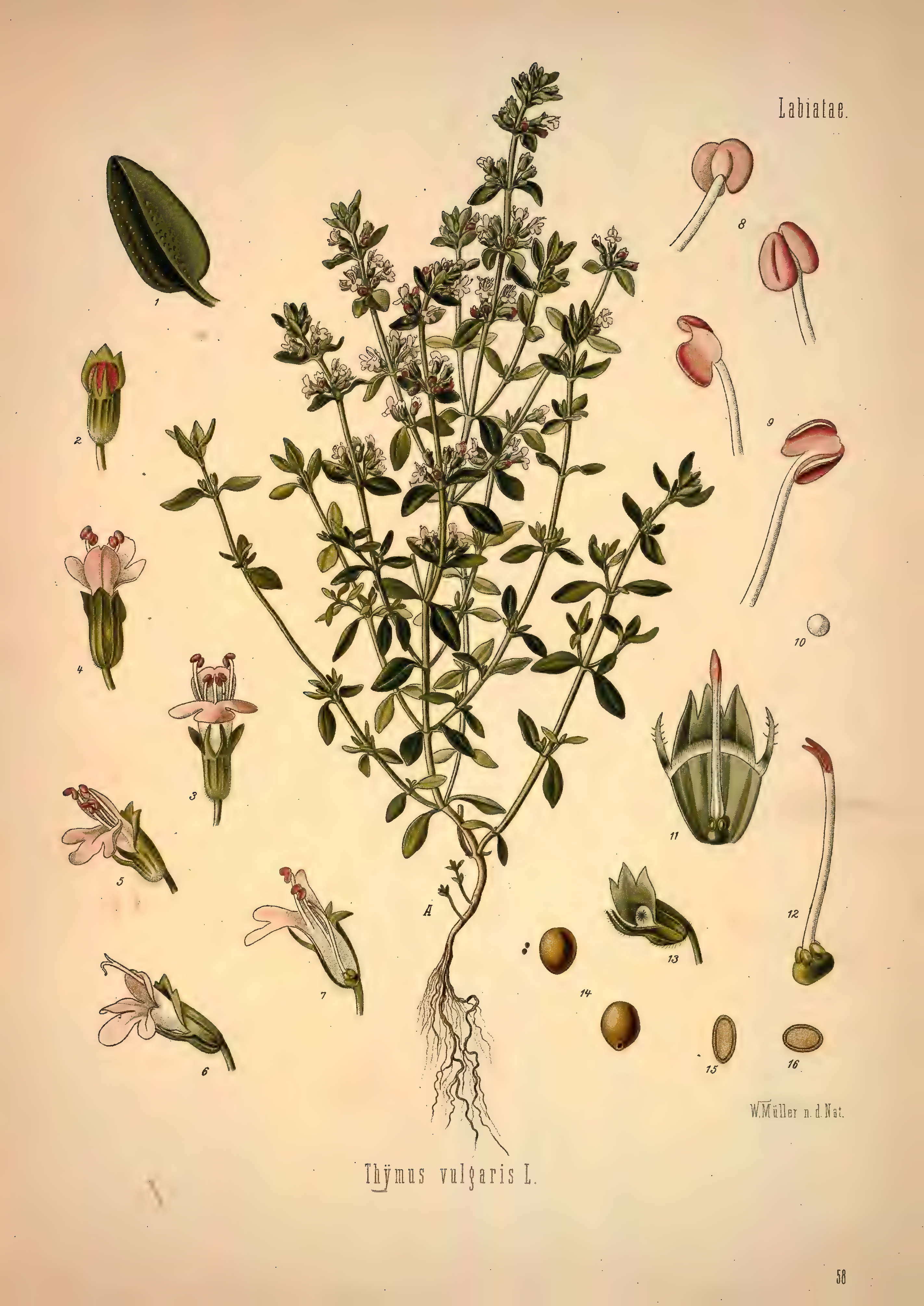 mobot31753002839139-1_page_351.png