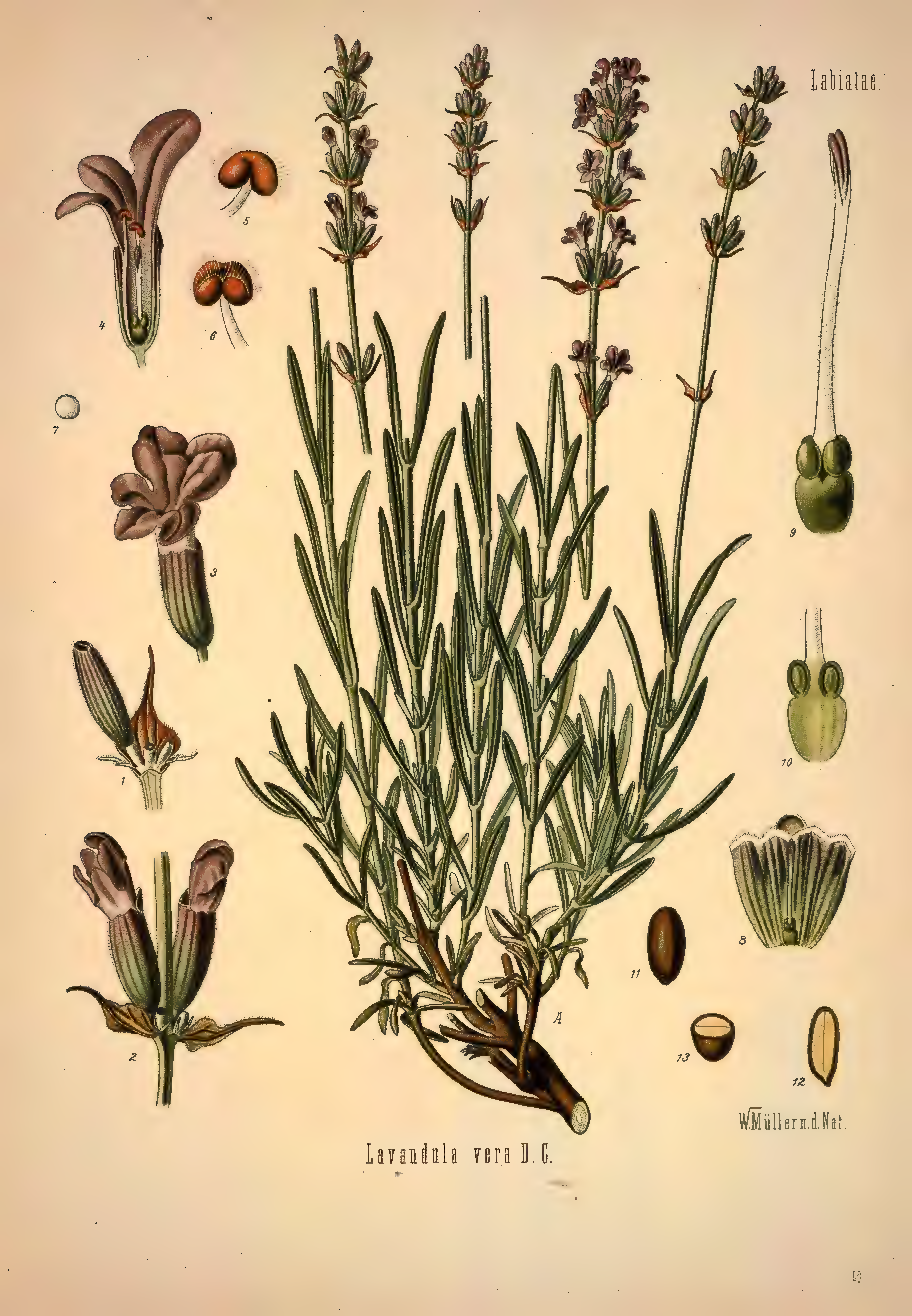 mobot31753002839139-1_page_357.png