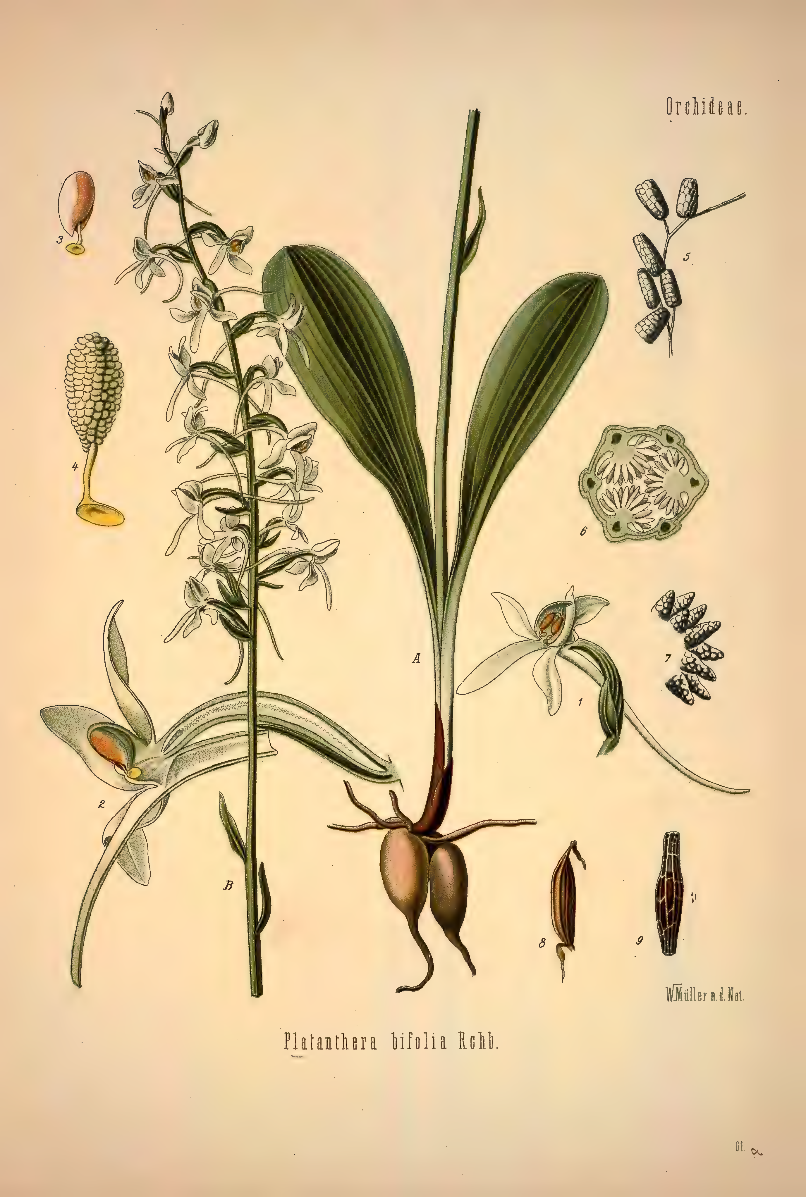 mobot31753002839139-1_page_361.png