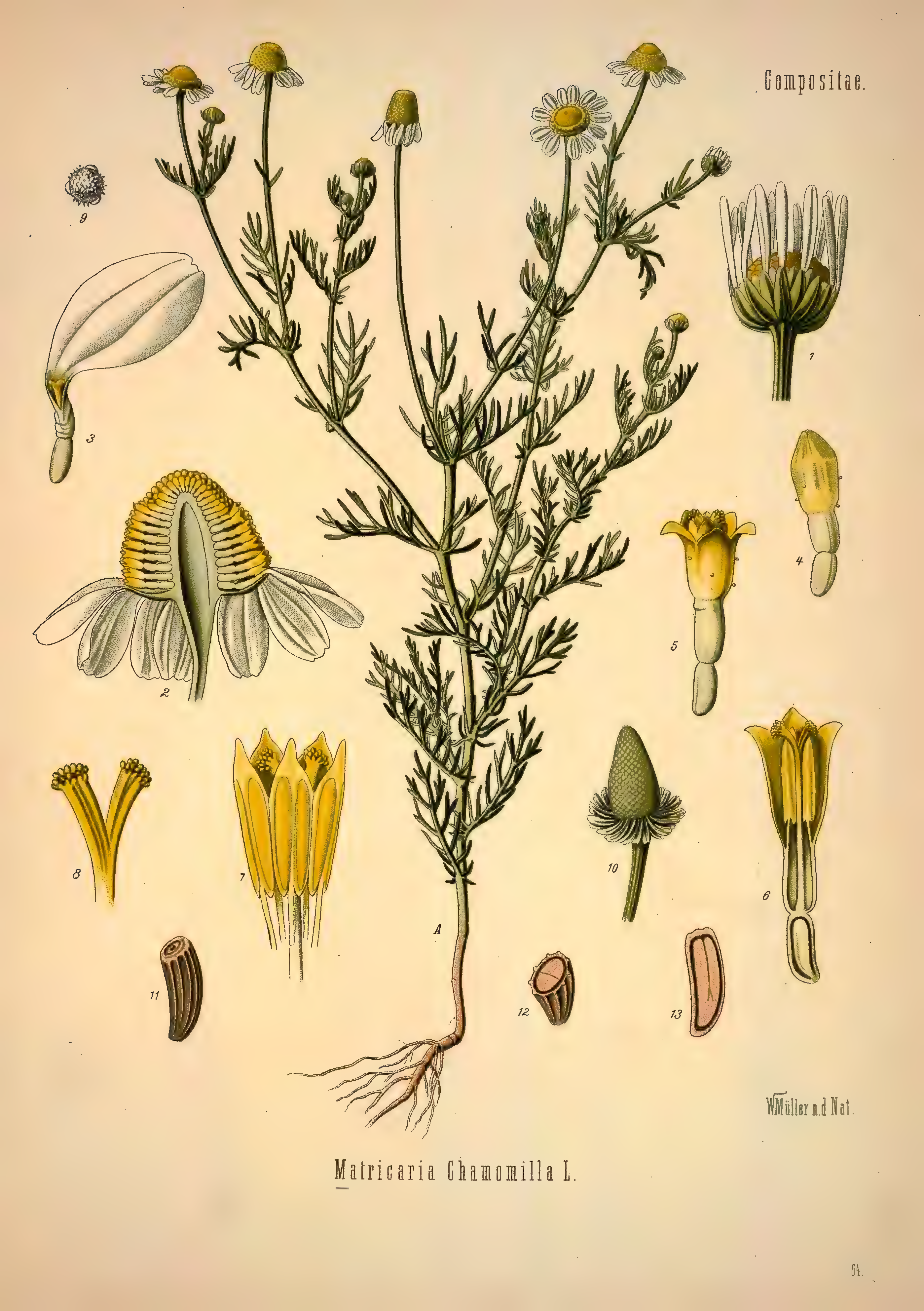 mobot31753002839139-1_page_367.png