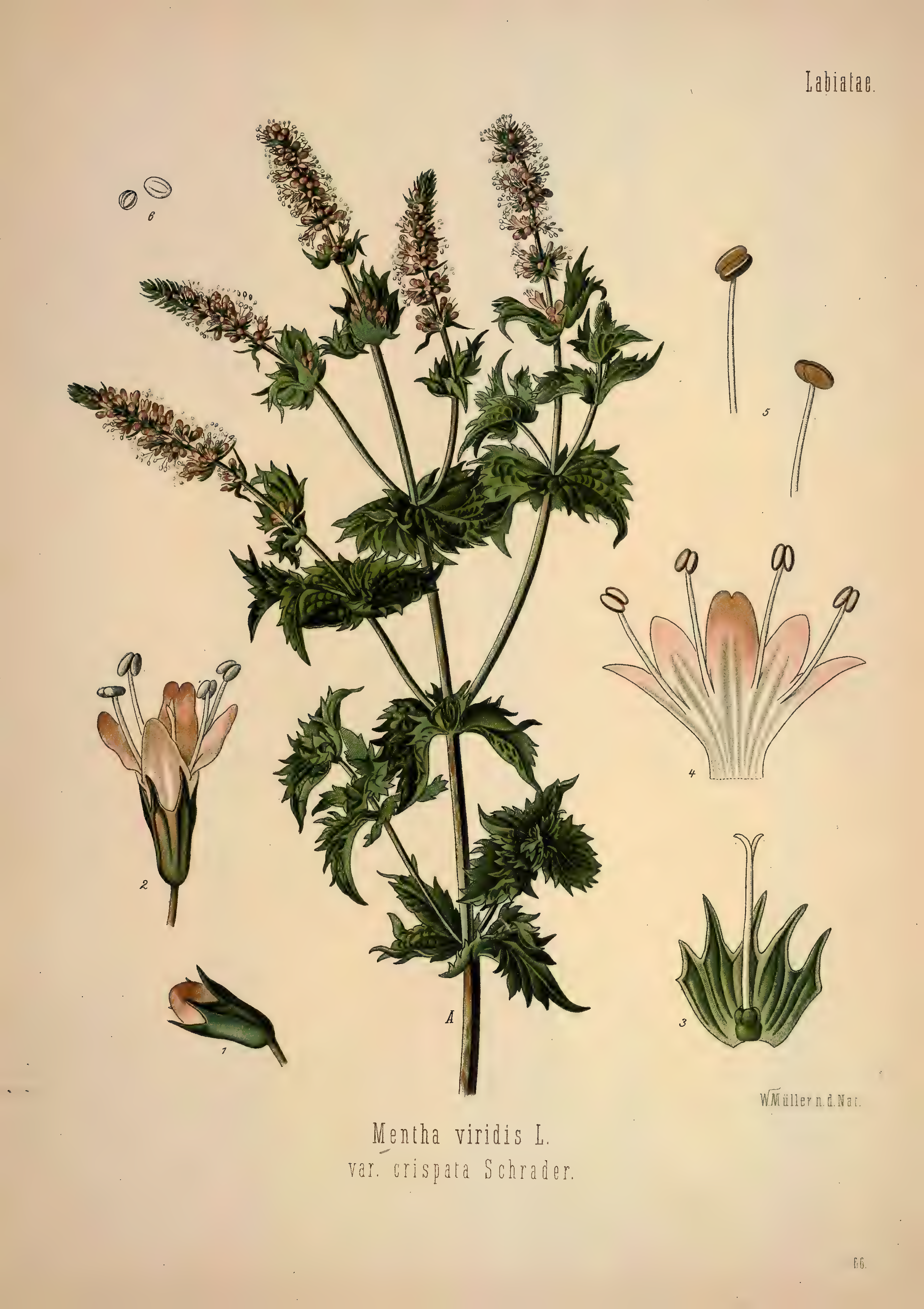 mobot31753002839139-1_page_371.png