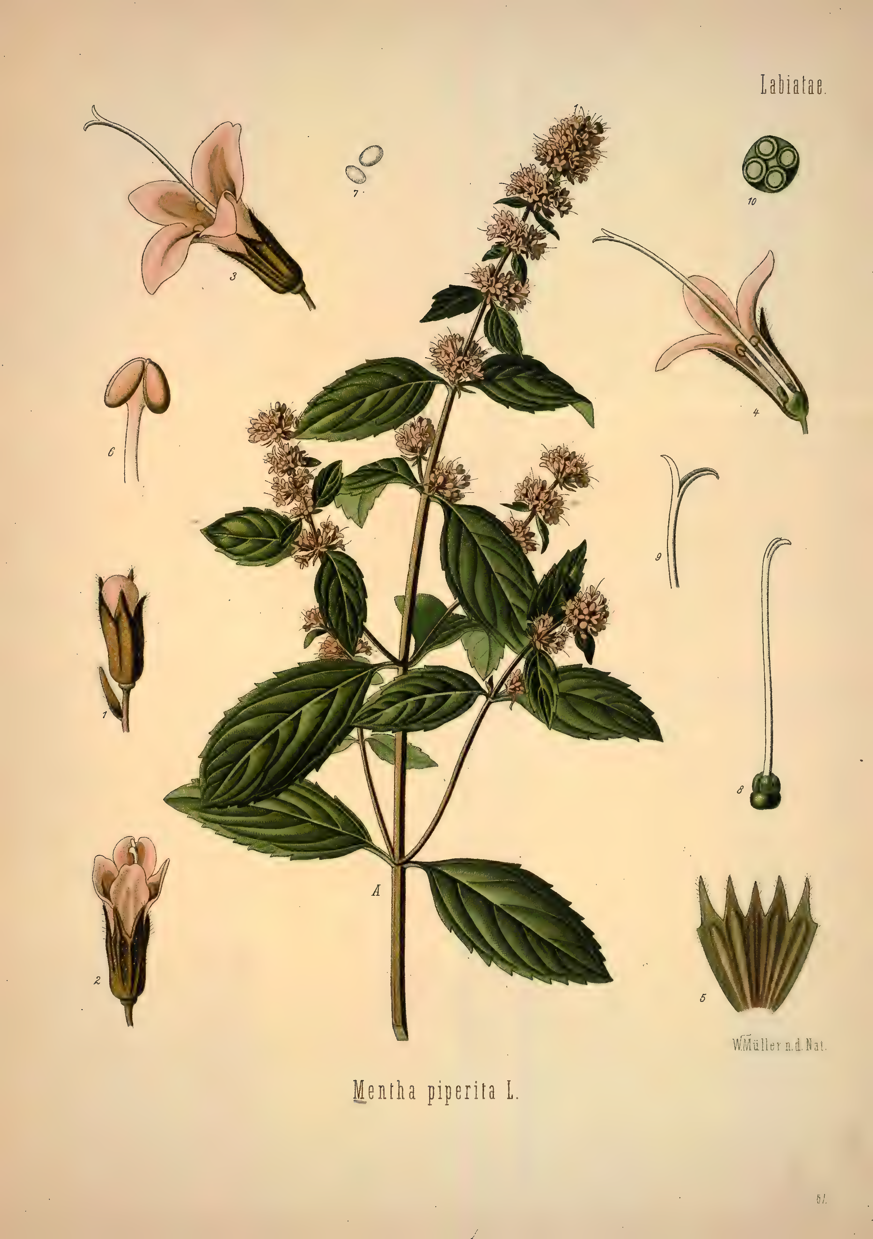 mobot31753002839139-1_page_373.png