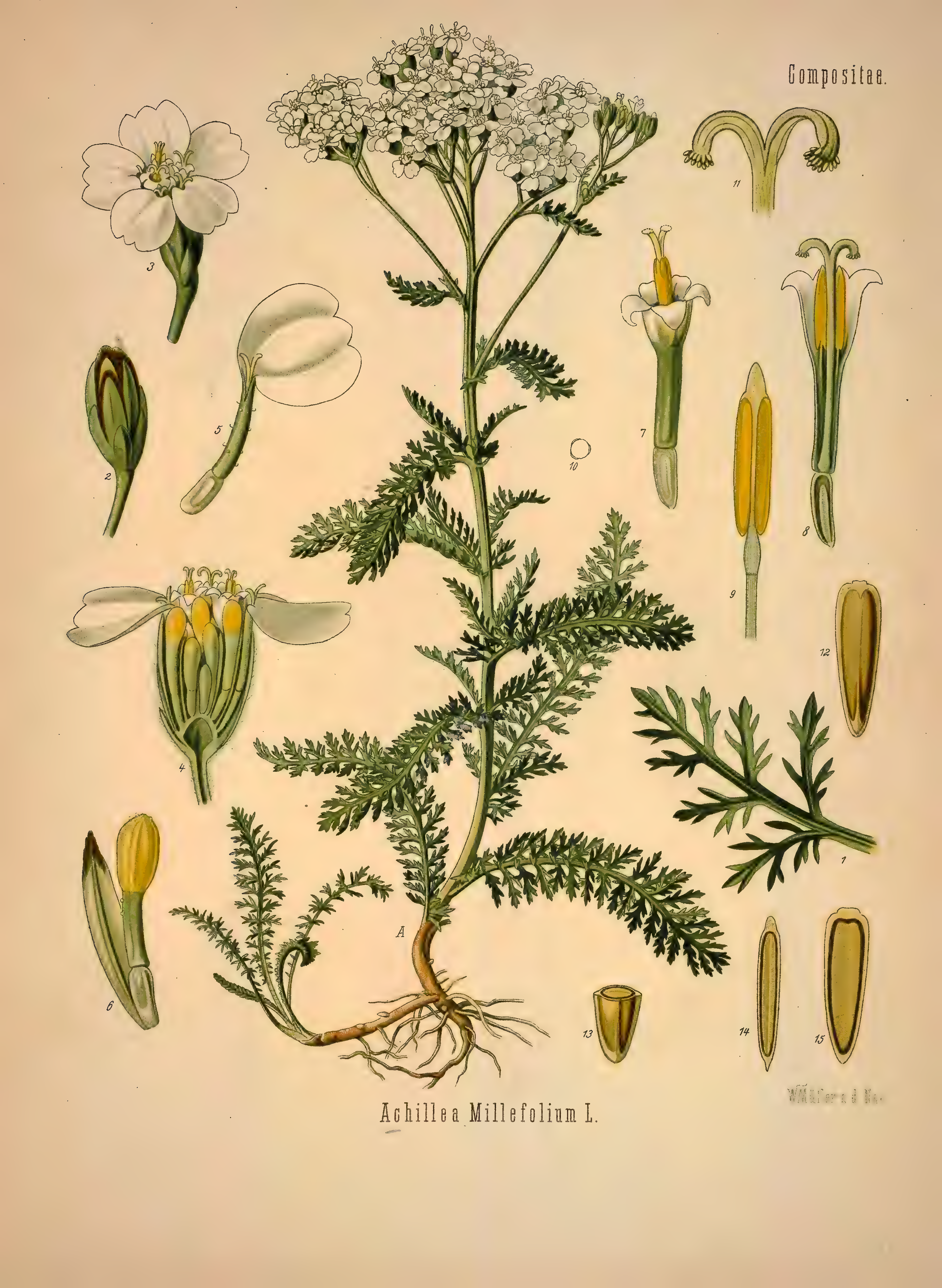 mobot31753002839139-1_page_377.png