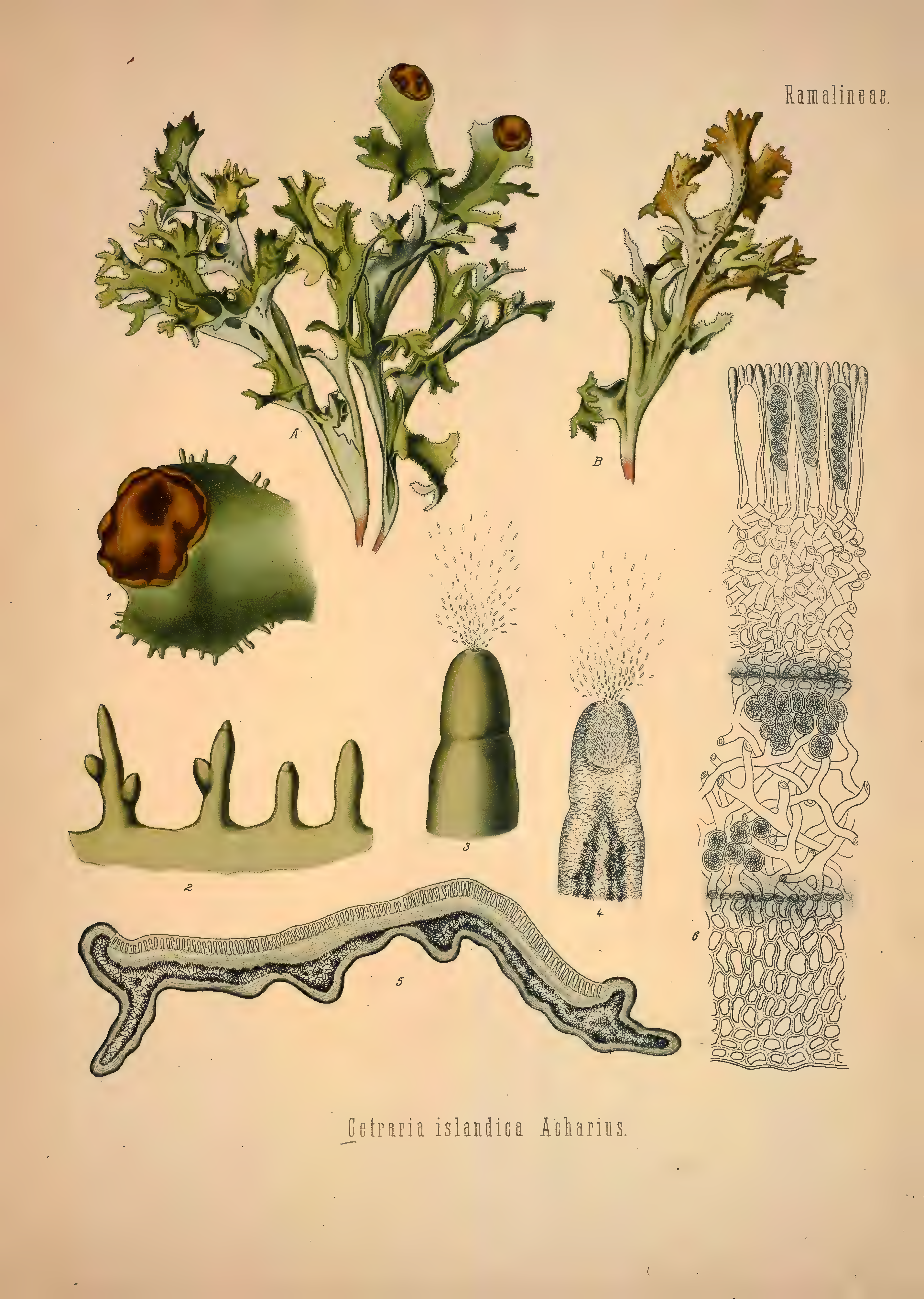 mobot31753002839139-1_page_379.png