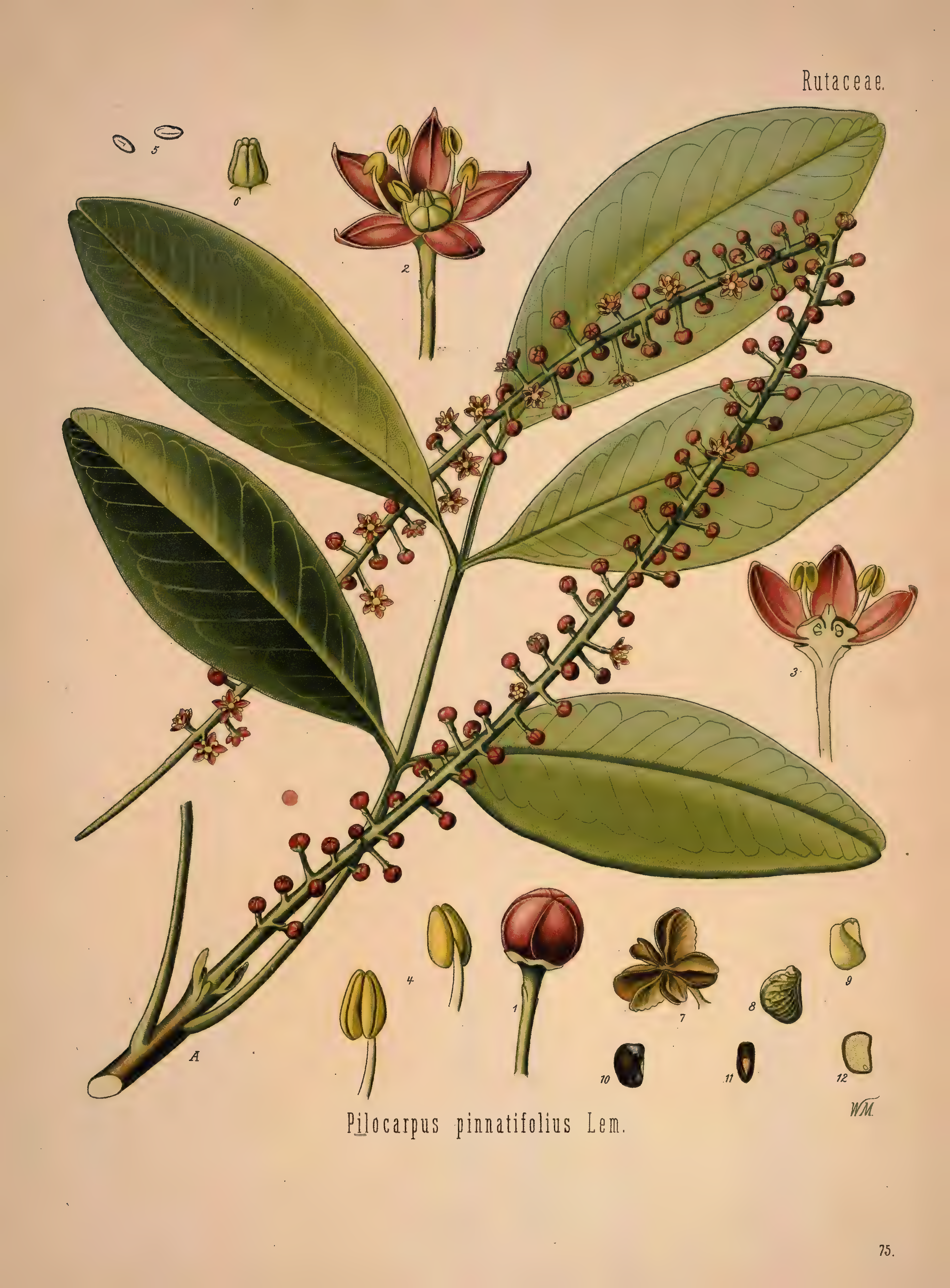 mobot31753002839139-1_page_387.png