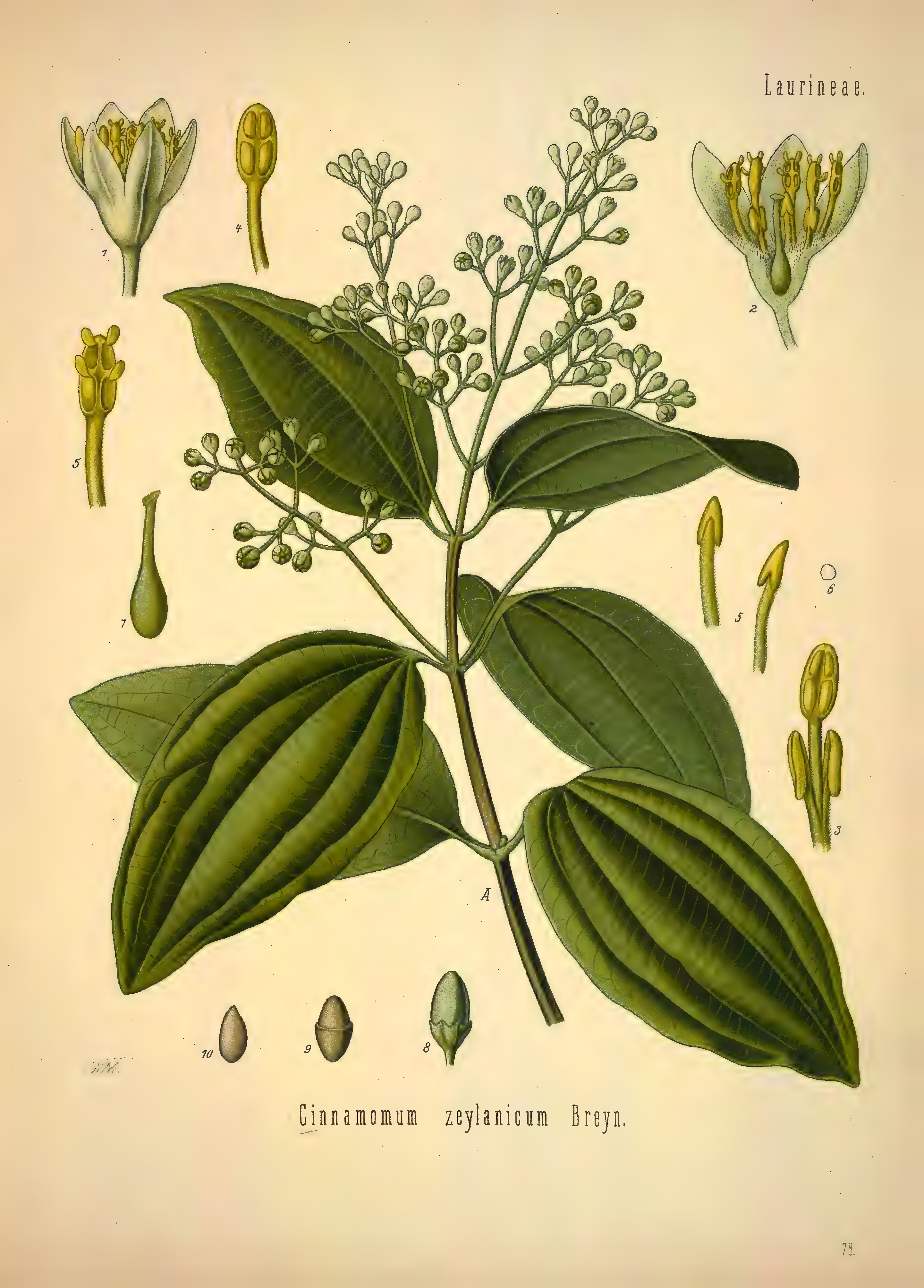 mobot31753002839139-1_page_393.png