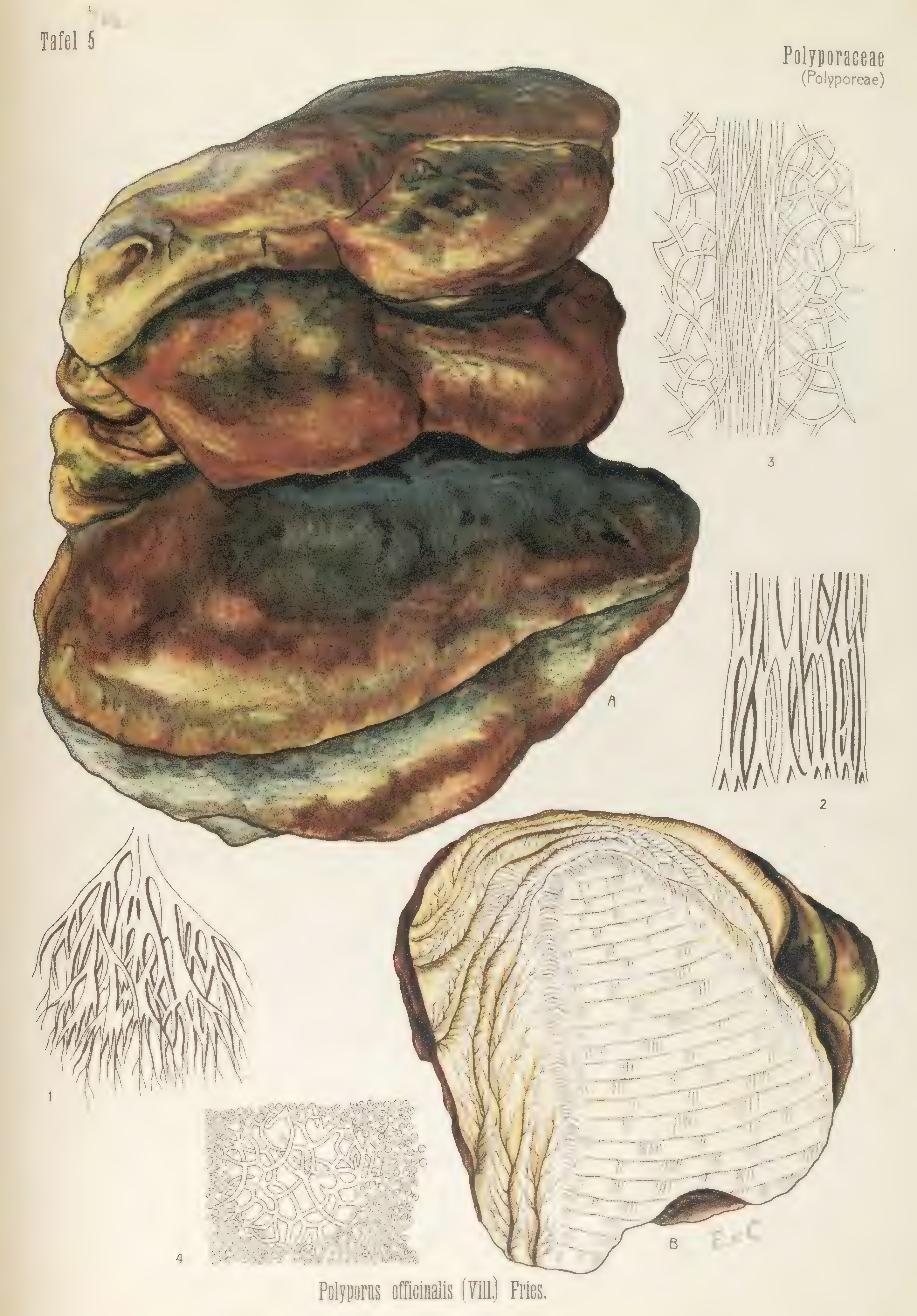 mobot31753003431696-4_page_73.png