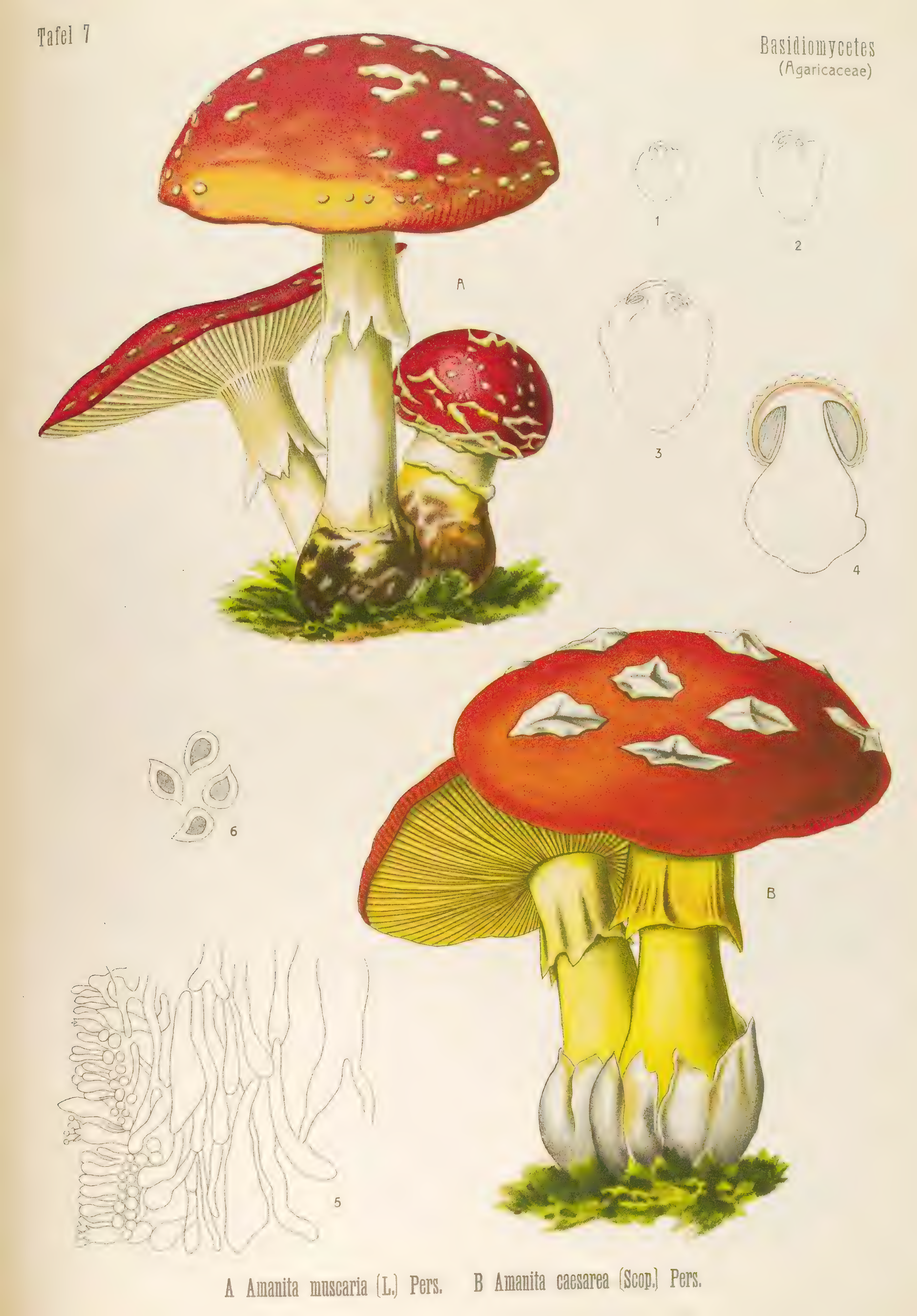 mobot31753003431696-4_page_75.png