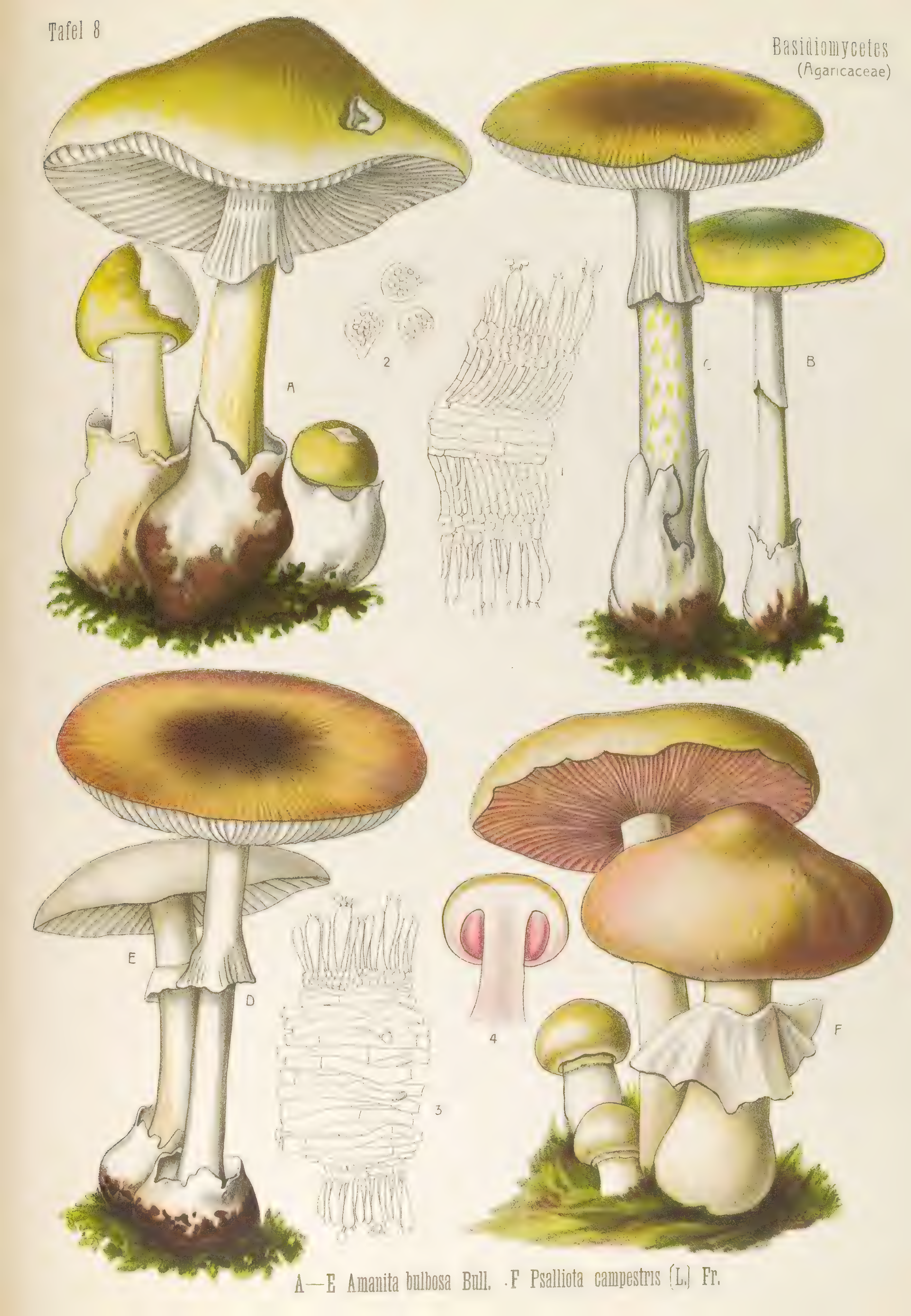 mobot31753003431696-4_page_76.png