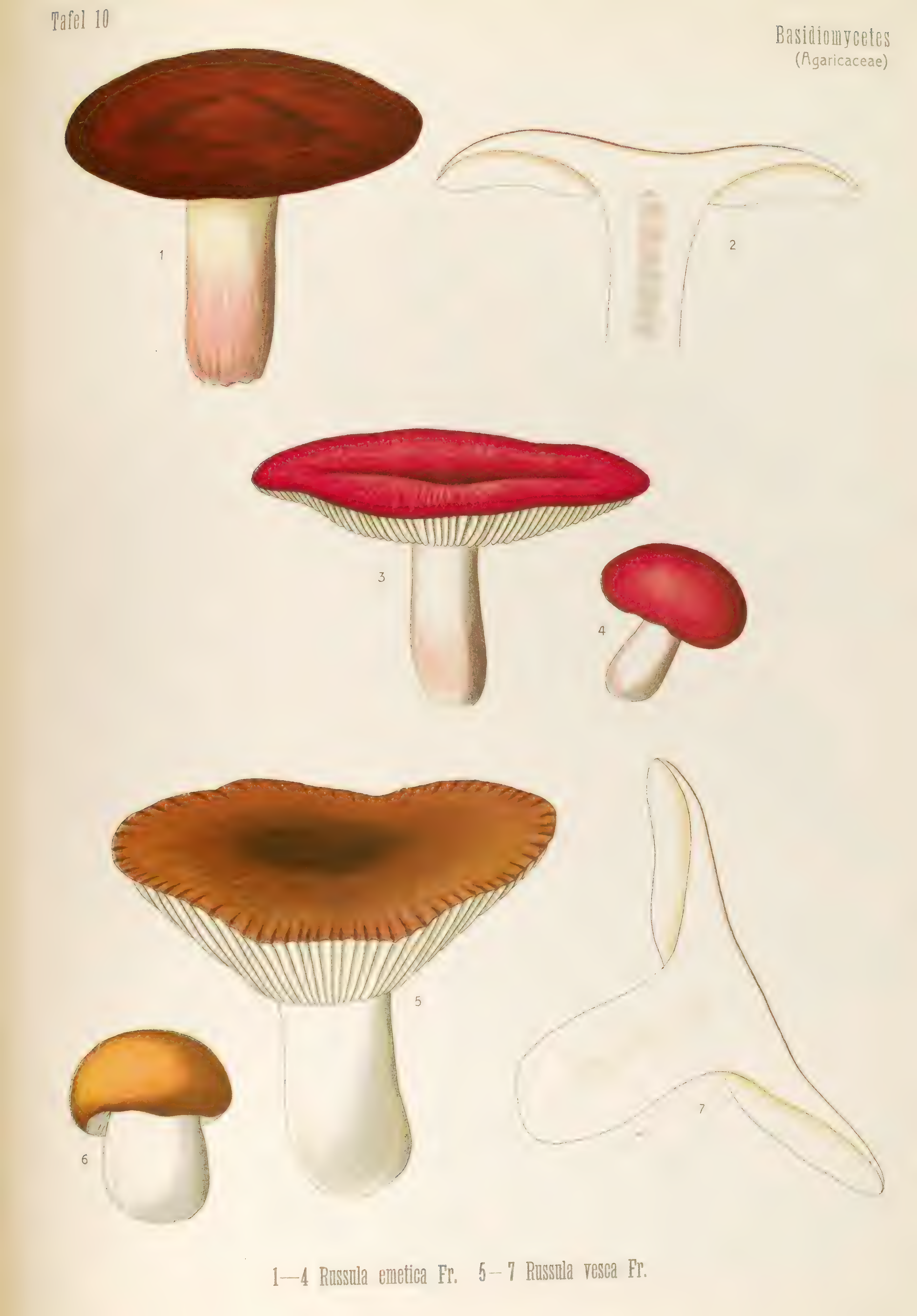 mobot31753003431696-4_page_78.png