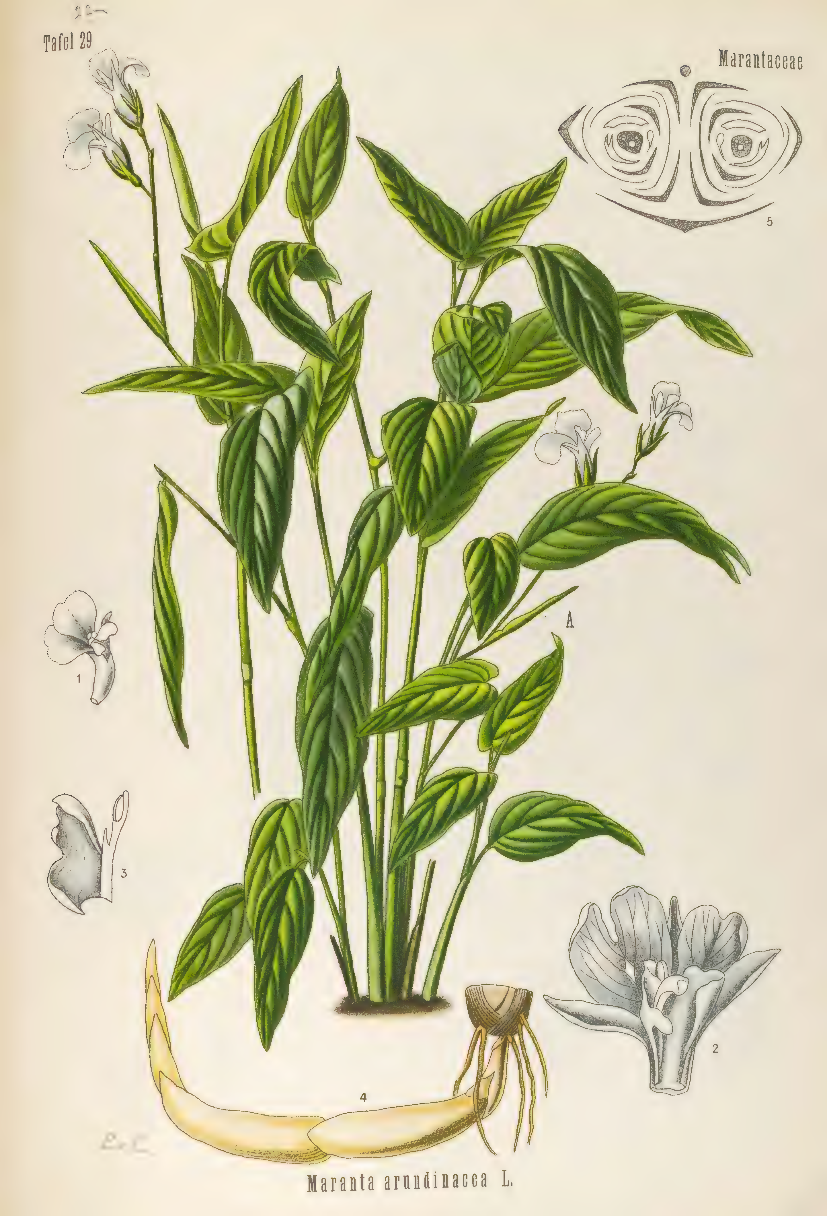 mobot31753003431696-4_page_81.png