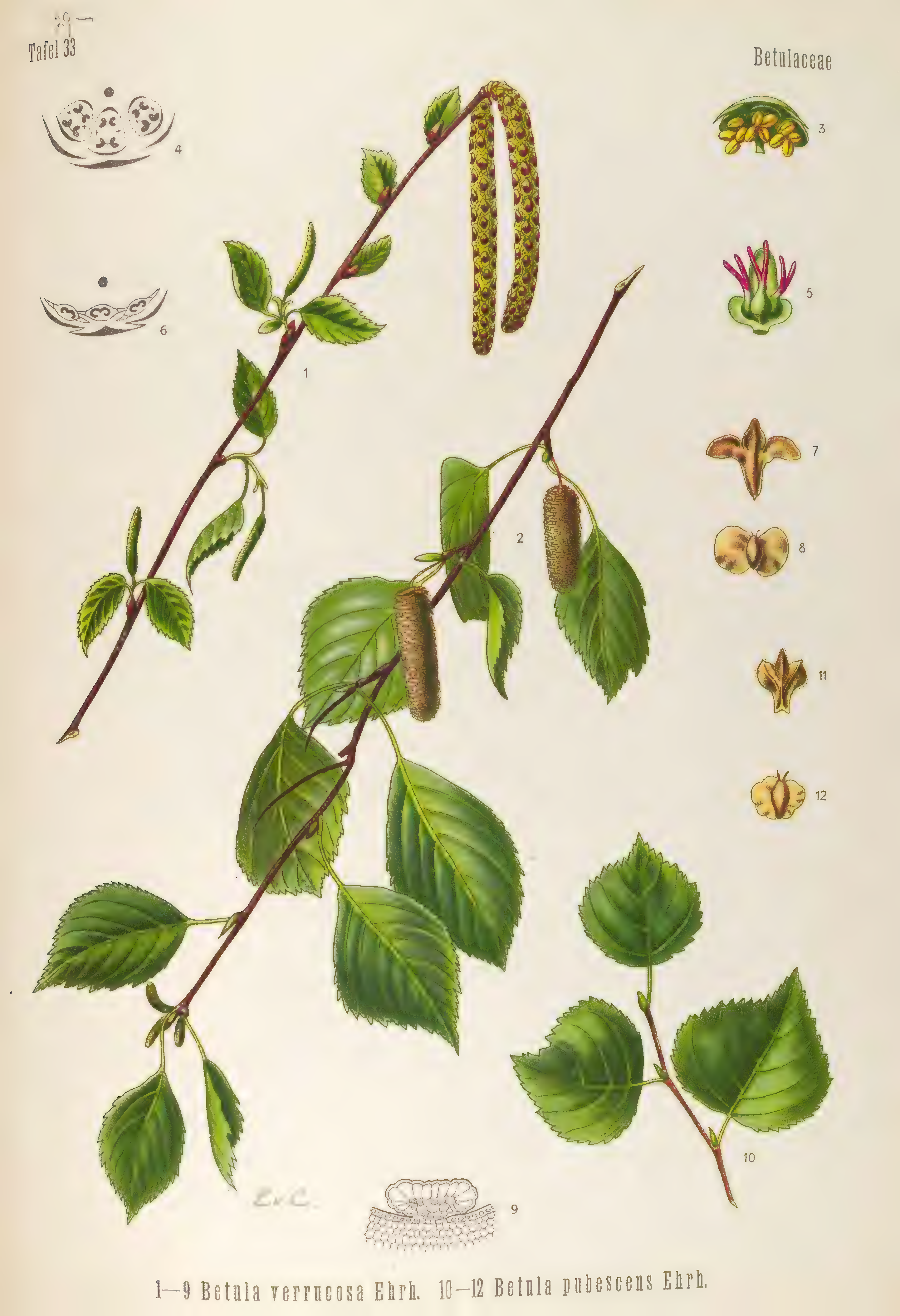 mobot31753003431696-4_page_82.png