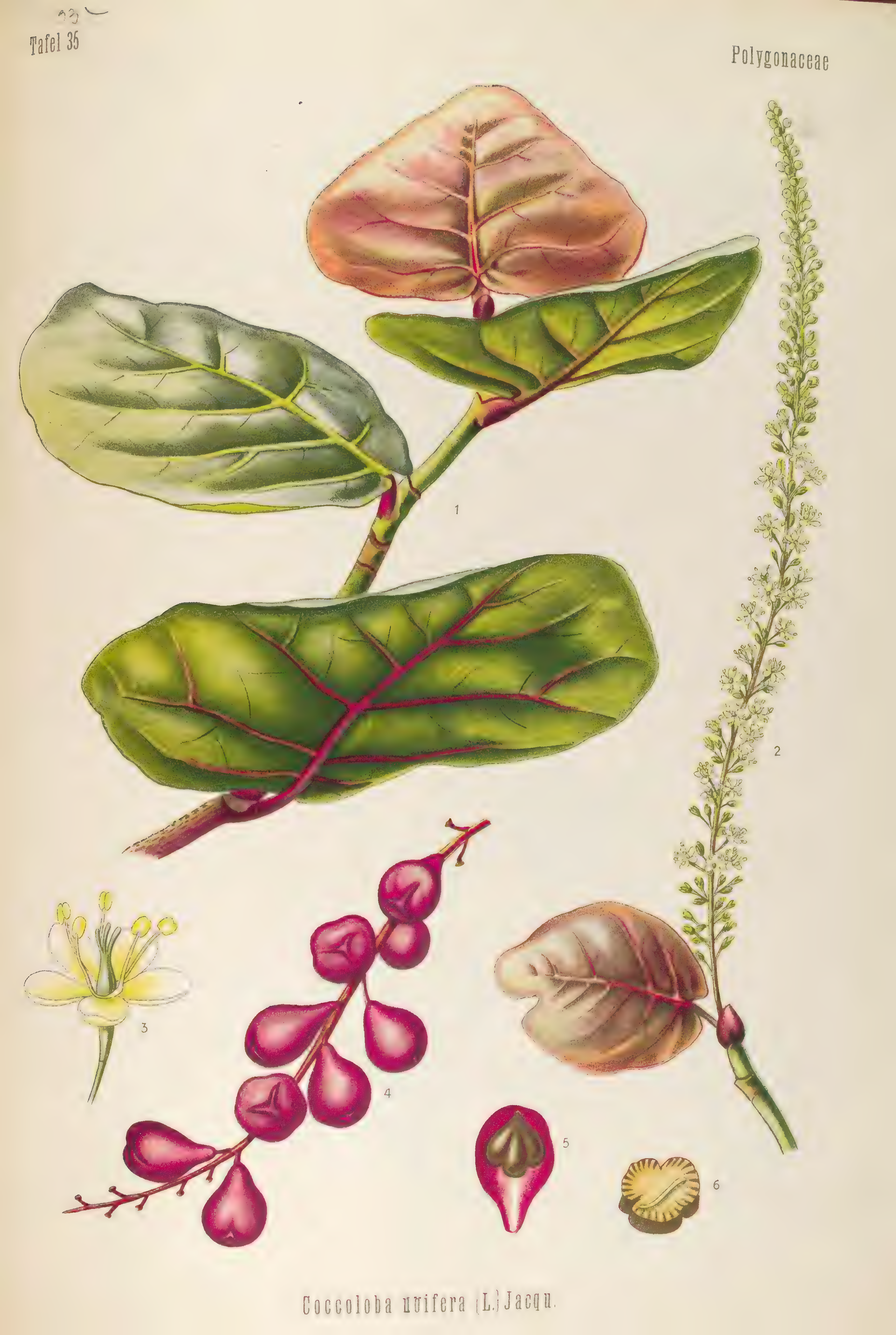 mobot31753003431696-4_page_83.png