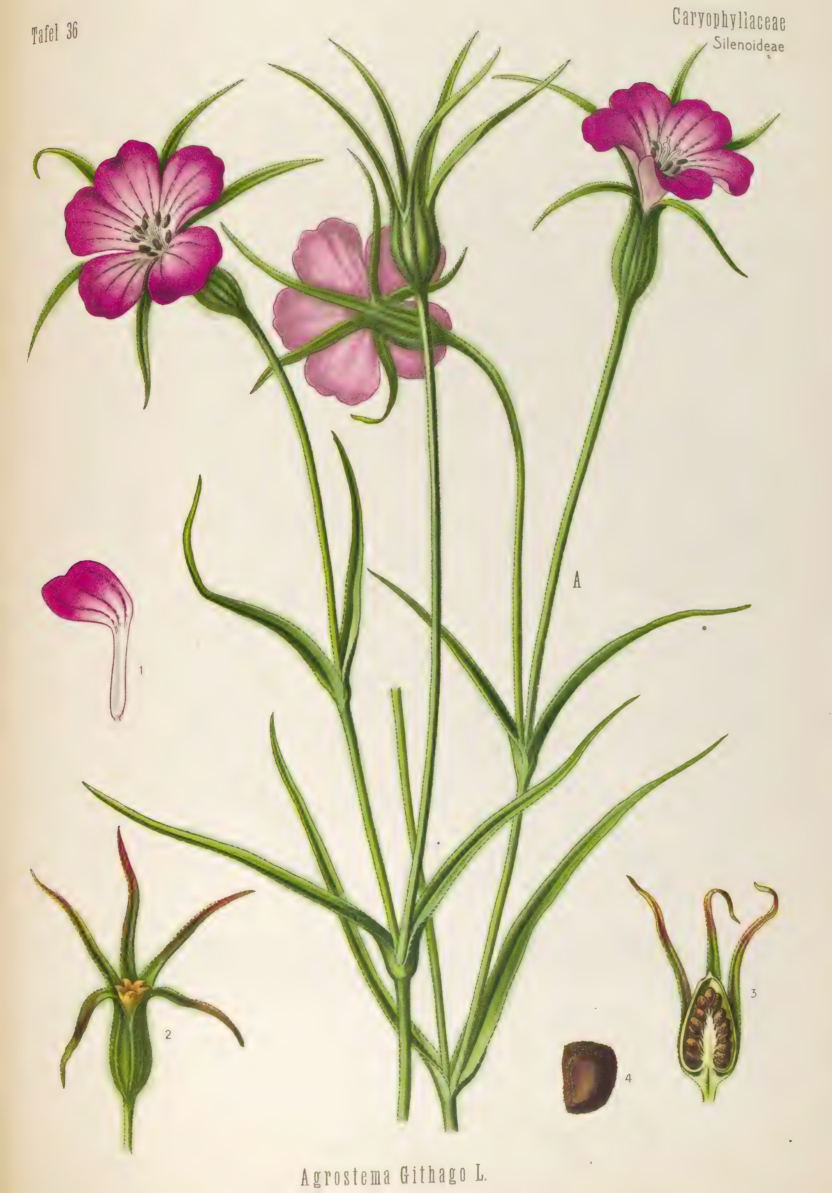 mobot31753003431696-4_page_84.png