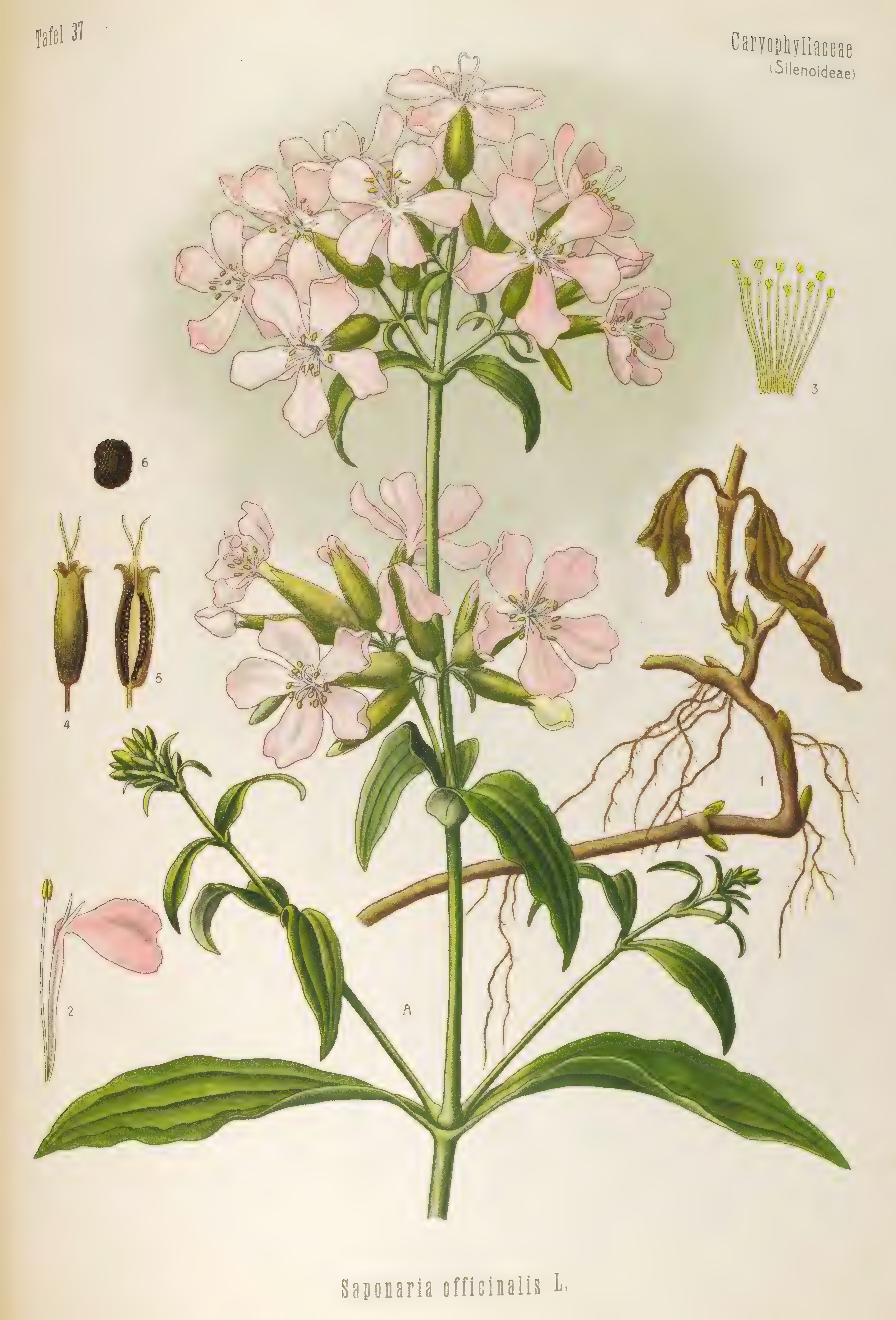 mobot31753003431696-4_page_85.png