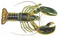 image_n01983481_9269.jpg