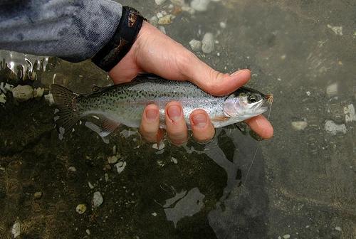 image_n02537525_2262.jpg