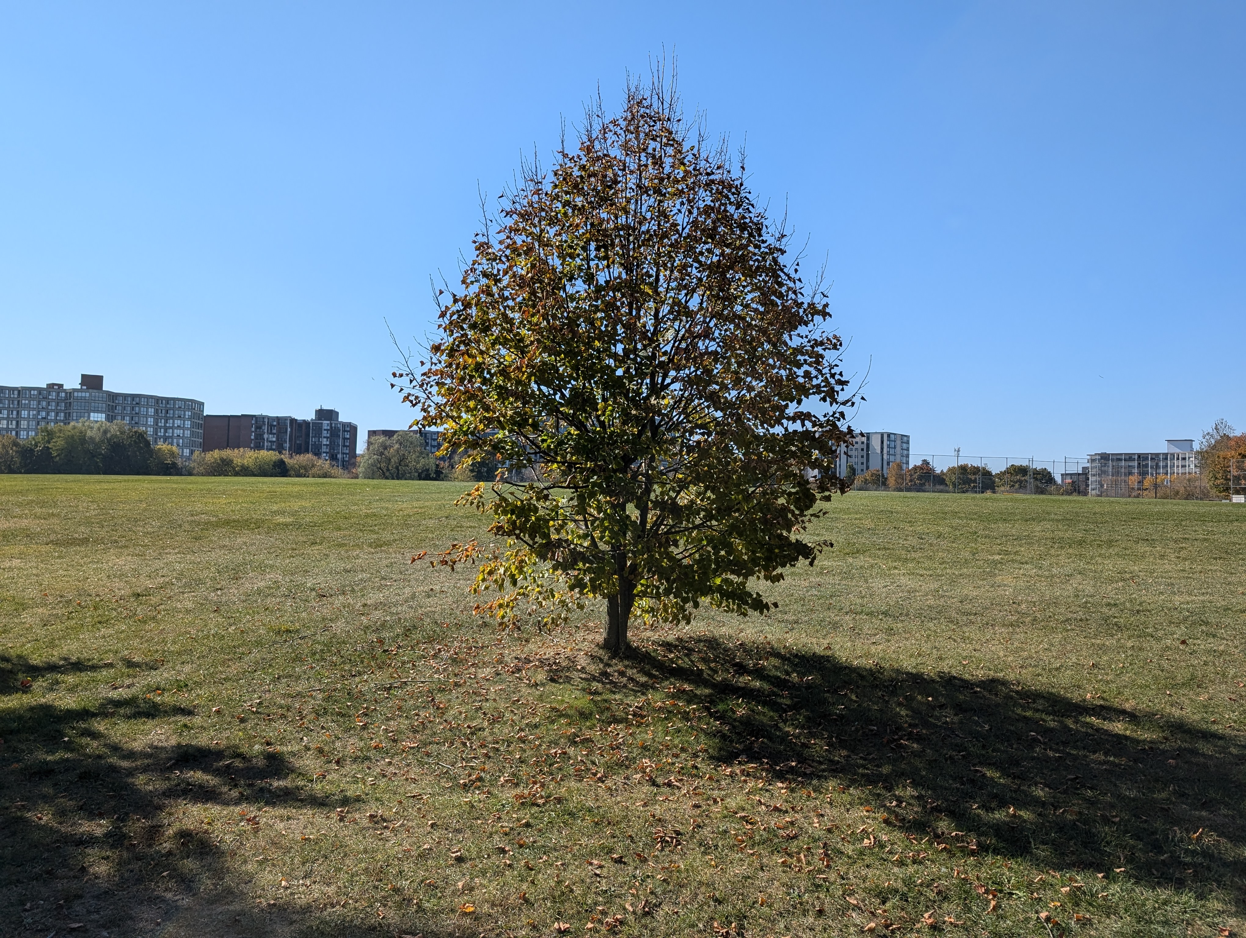 PXL_20241020_165016672.RAW-01.COVER.jpg