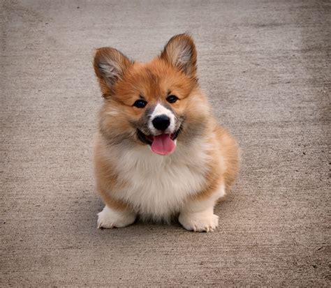 corgi