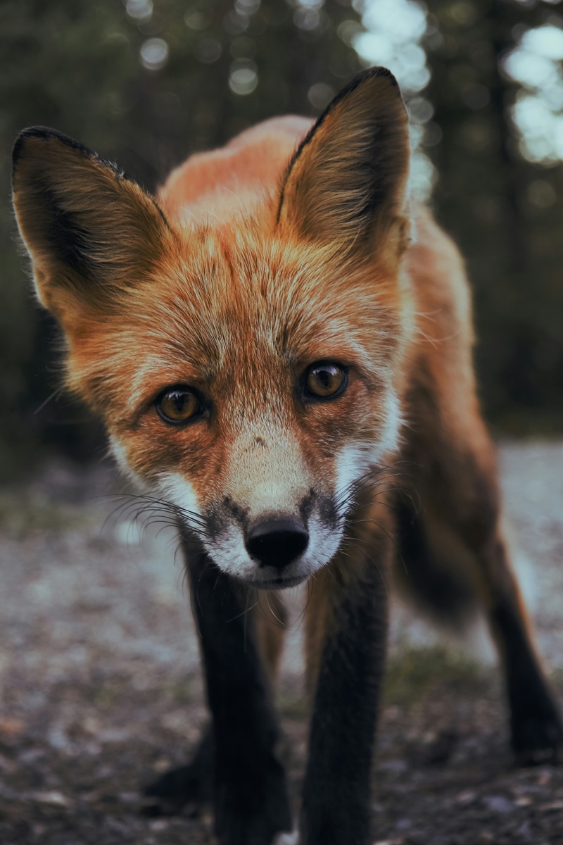 FoxPuppy.jpg
