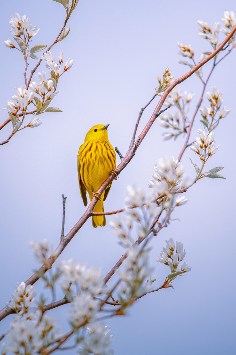 YellowBird.jpg