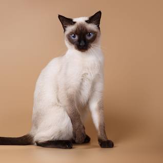 siamese.jpg