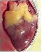 Image1.PNG