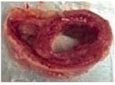 Image2.PNG