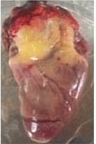 Image4.PNG