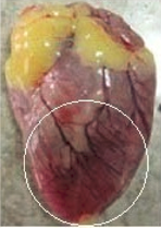 Image8.PNG