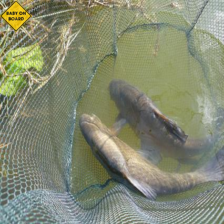 0_fish.png
