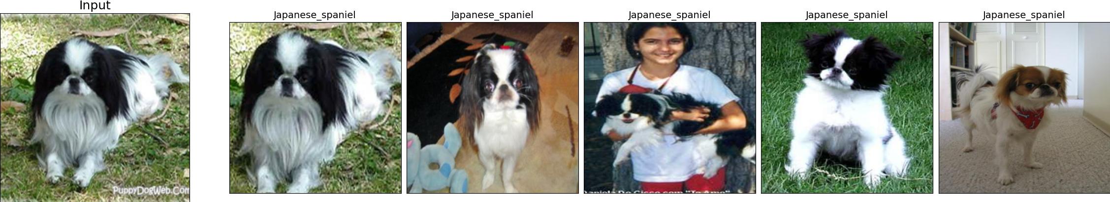 n02085782-Japanese_spaniel_26_0.jpeg