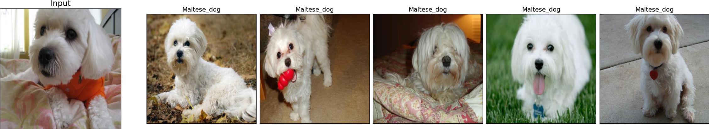 n02085936-Maltese_dog_456_1.jpeg