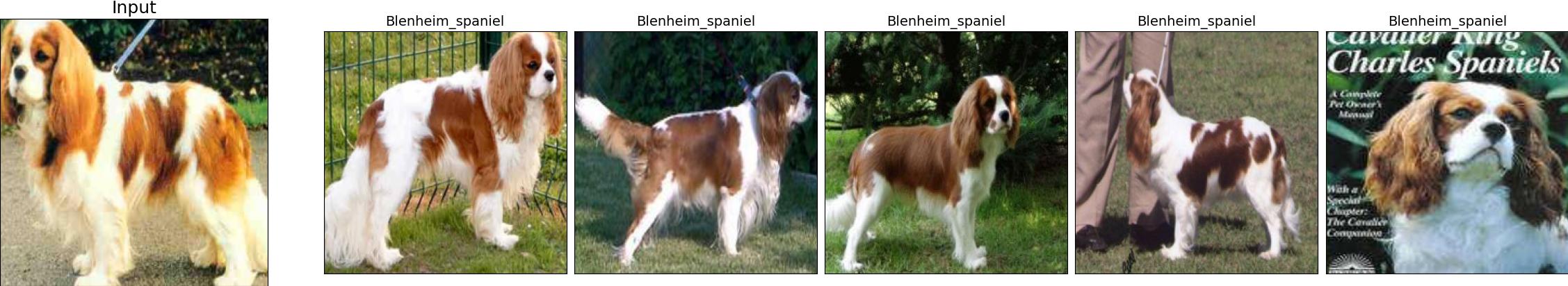 n02086646-Blenheim_spaniel_57_1.jpeg