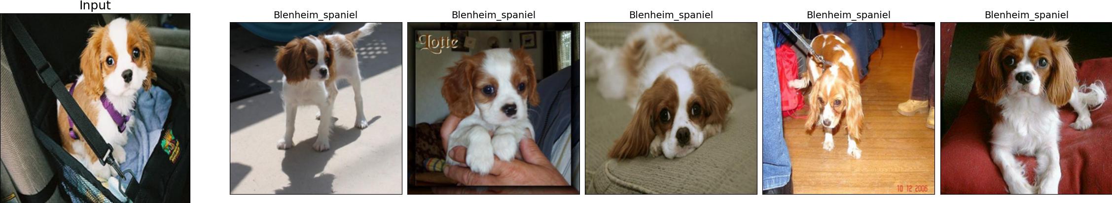 n02086646-Blenheim_spaniel_64_0.jpeg