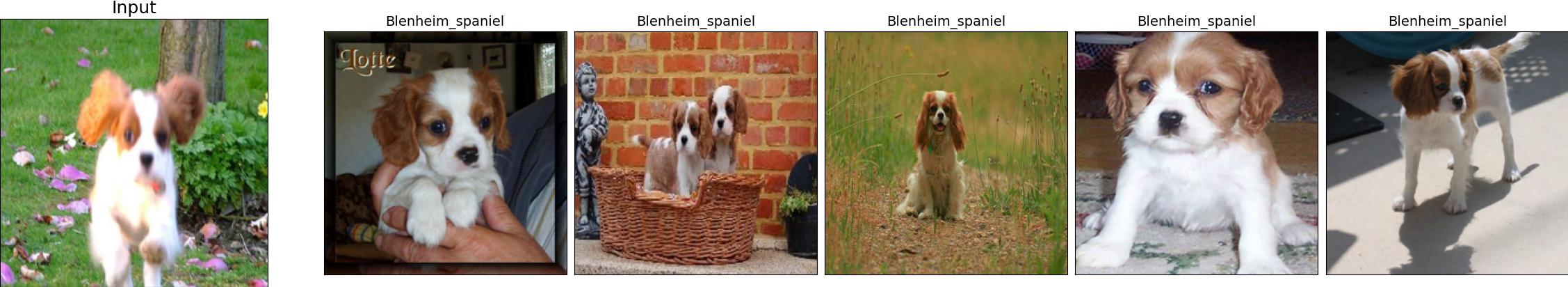 n02086646-Blenheim_spaniel_8_2.jpeg