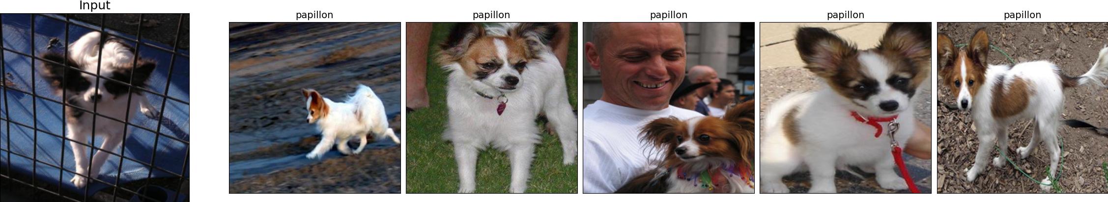 n02086910-papillon_172_2.jpeg