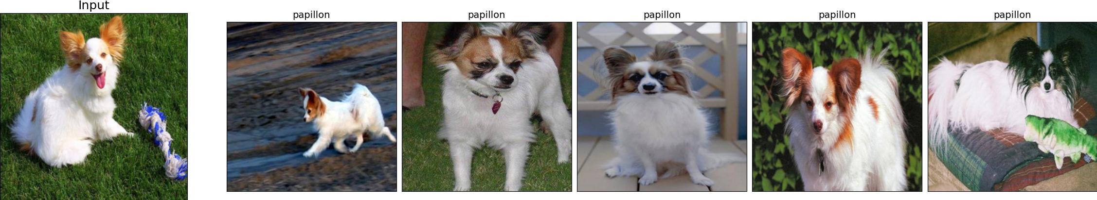 n02086910-papillon_32_0.jpeg