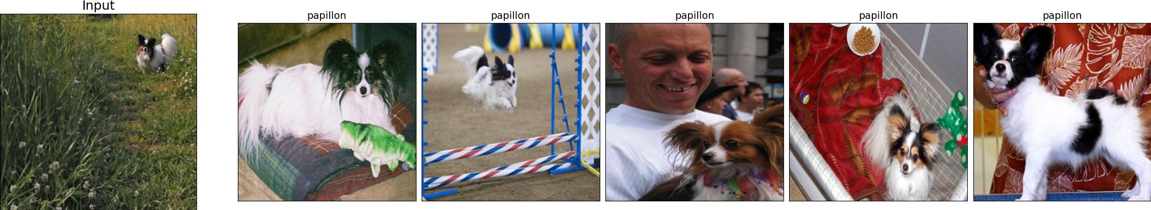 n02086910-papillon_337_2.jpeg