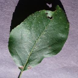 Apple__black_rot.JPG