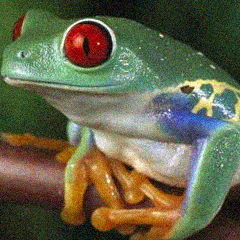 frog.png