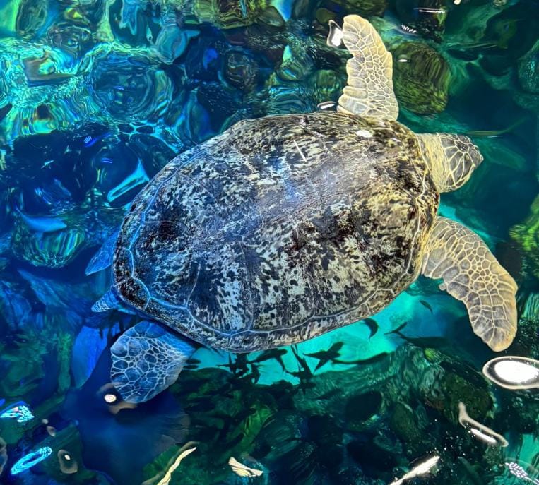 turtle.jpeg