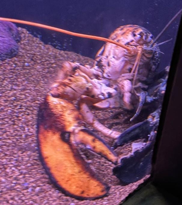 lobster.jpeg