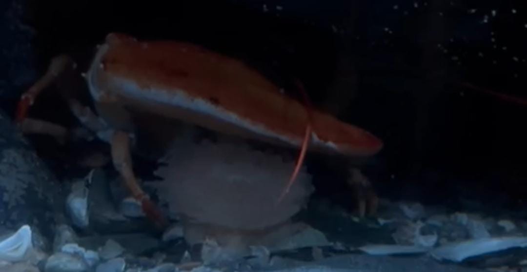 lobster2.jpeg